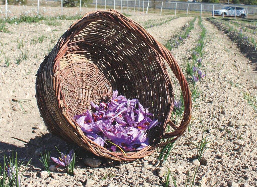 La coltivazione dello zafferano: oro rosso nell’orto