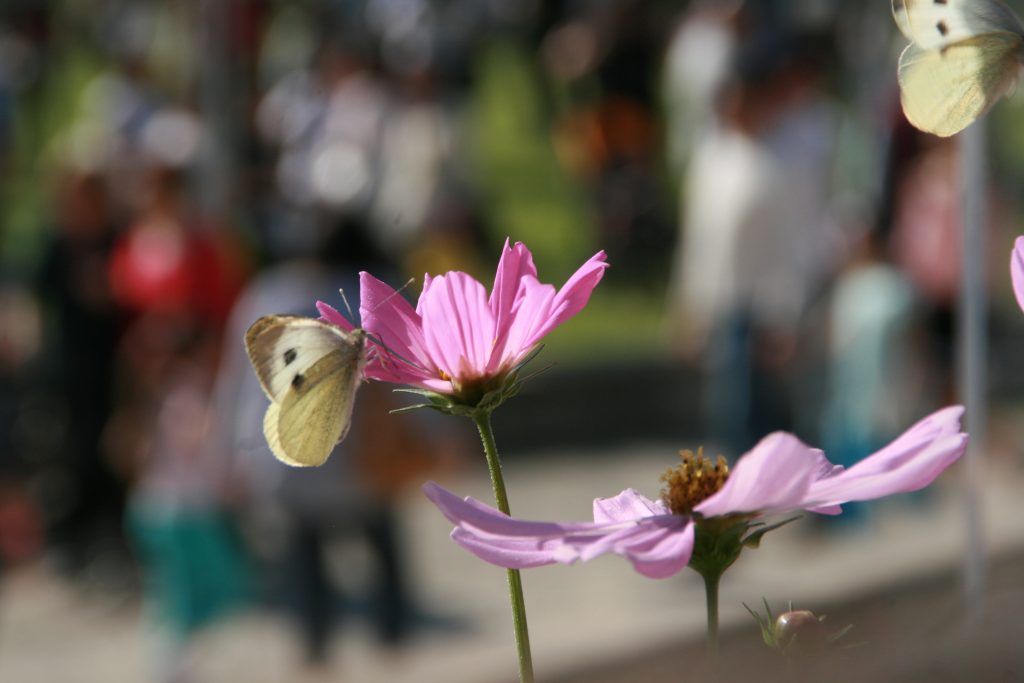 Flower Show, il ritorno delle piante rare e inconsuete