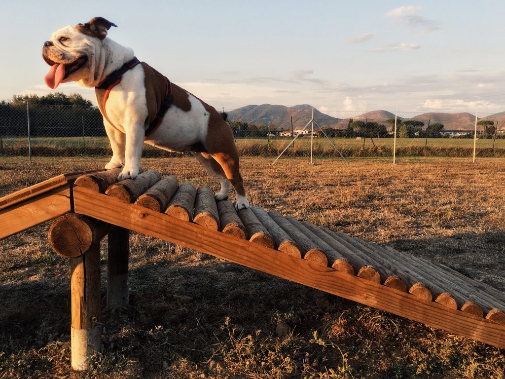 idee per il giardino- un parco giochi per il tuo cane