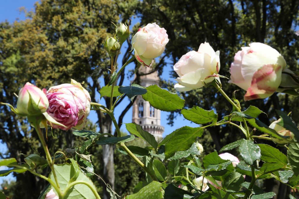 Flower Show, il ritorno delle piante rare e inconsuete