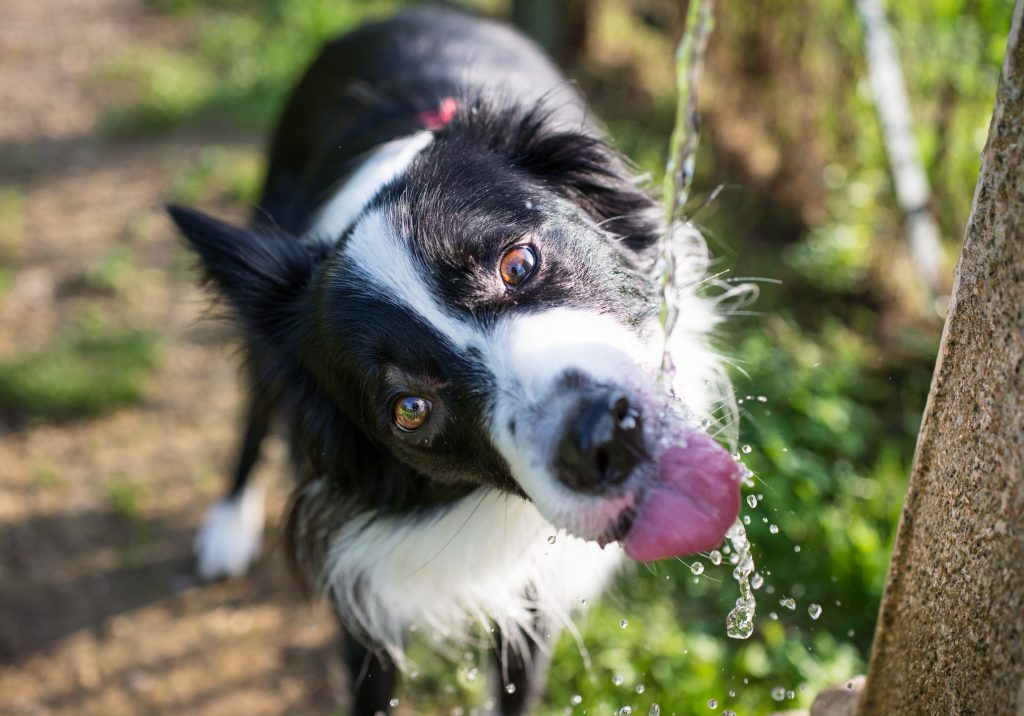 idee per il giardino - pet friendly