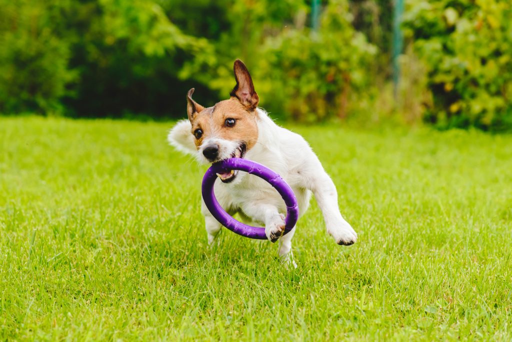 Idee per il giardino: un parco giochi a misura di cane - Ville&Casali