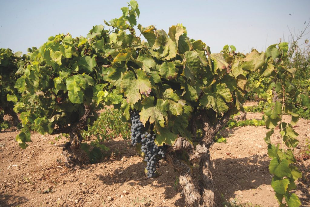 Il nero d'Avola che piace in Francia