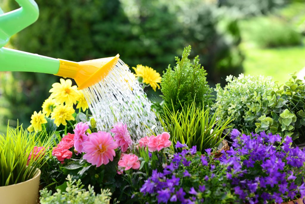 Cinque fiori profumati da piantare in aprile