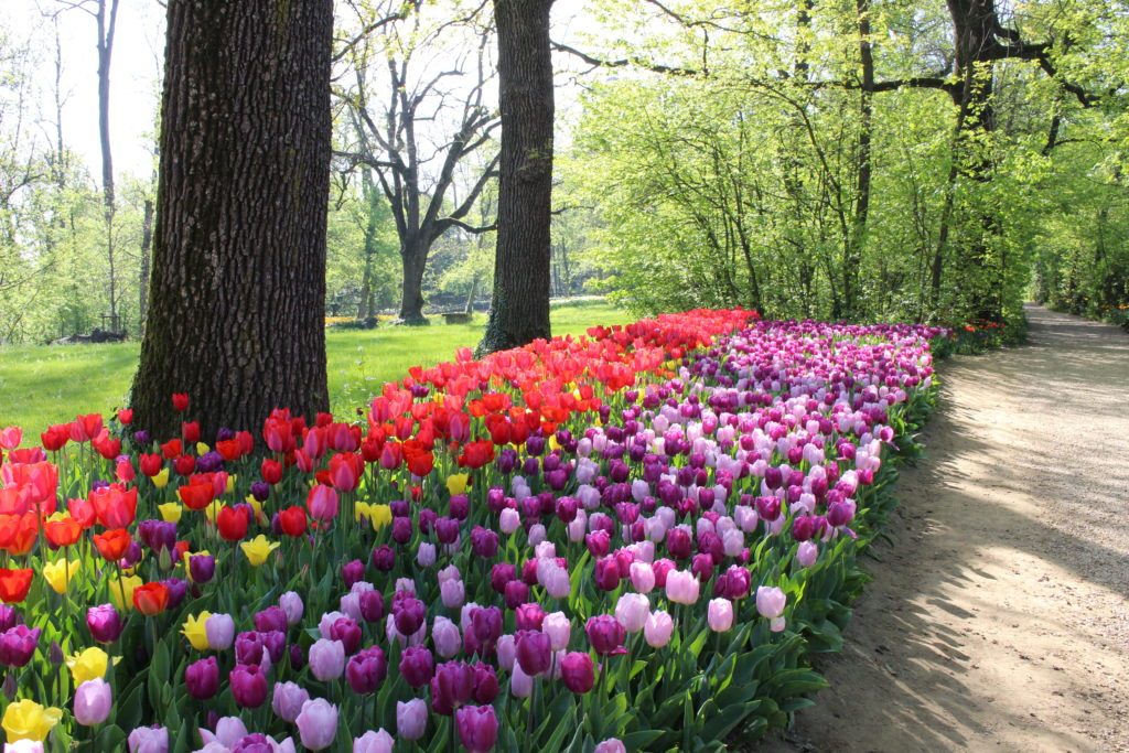 Torino, 100mila fiori per celebrare Messer Tulipano