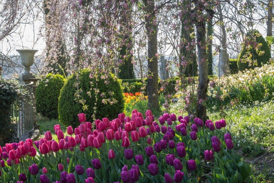 Quarantamila fiori per celebrare la primavera: arriva a Piea il "Narciso incantato"