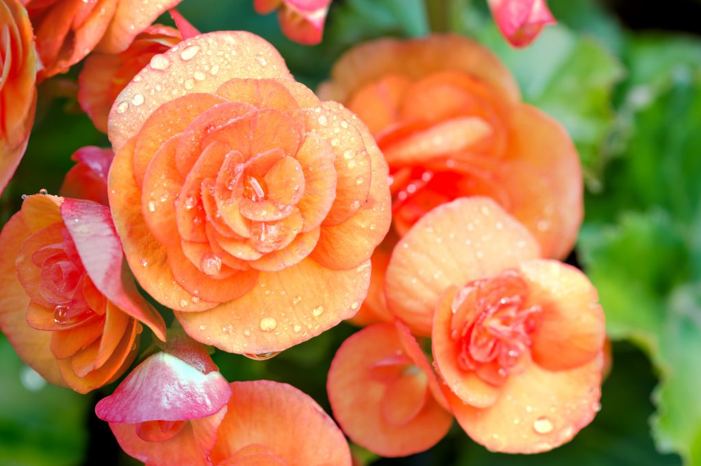 fiori profumati da piantare in aprile: la begonia