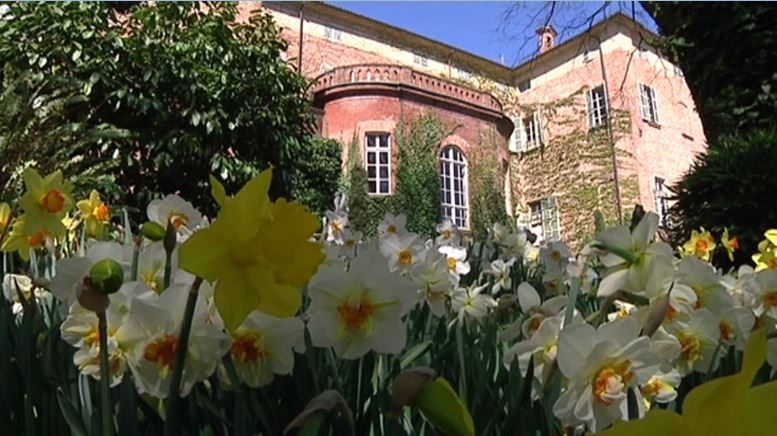 Quarantamila fiori per celebrare la primavera: arriva a Piea il "Narciso incantato"