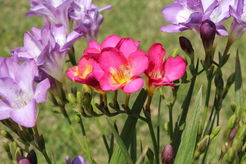 fiori profumati da piantare in aprile: la fresia