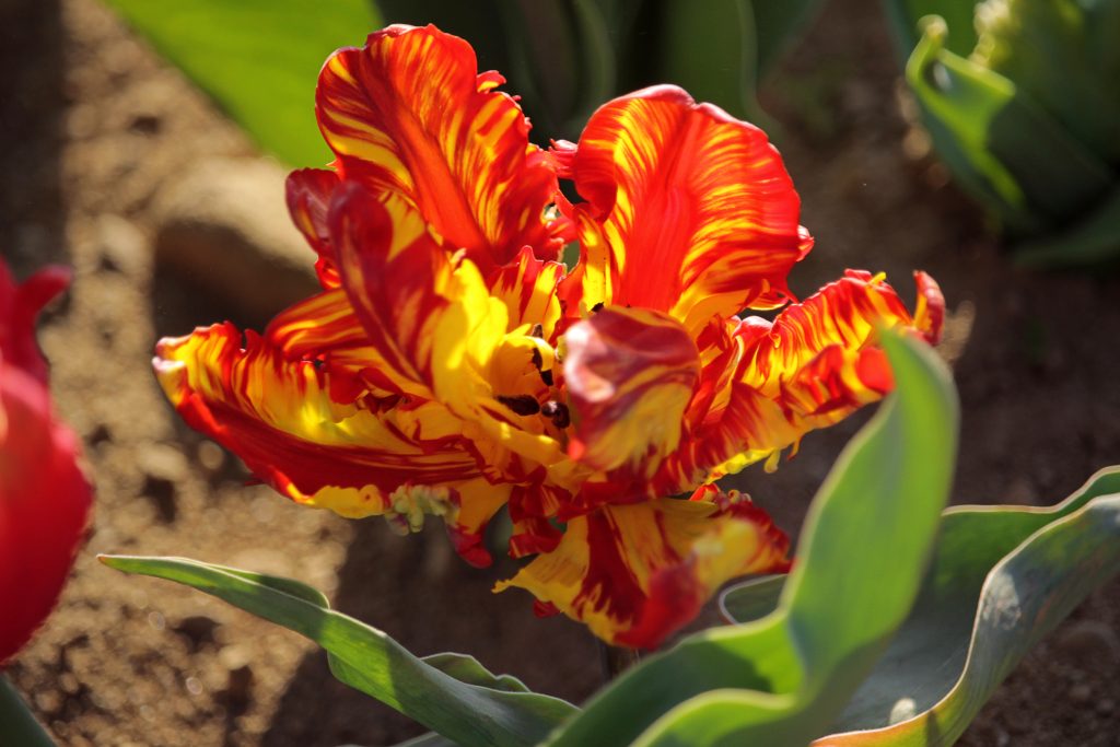 Torino, 100mila fiori per celebrare Messer Tulipano