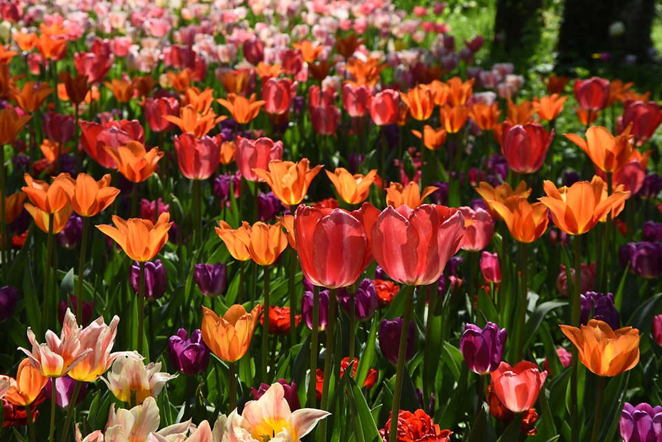 Torino, 100mila fiori per celebrare Messer Tulipano