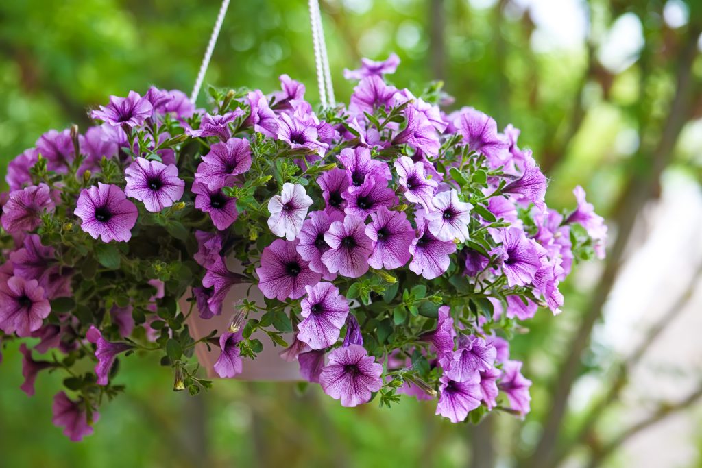 fiori profumati da piantare in aprile: la petunia