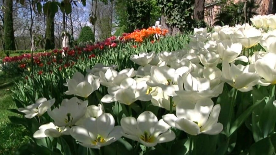 Quarantamila fiori per celebrare la primavera: arriva a Piea il "Narciso incantato"