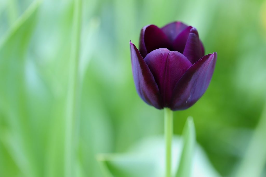 Torino, 100mila fiori per celebrare Messer Tulipano