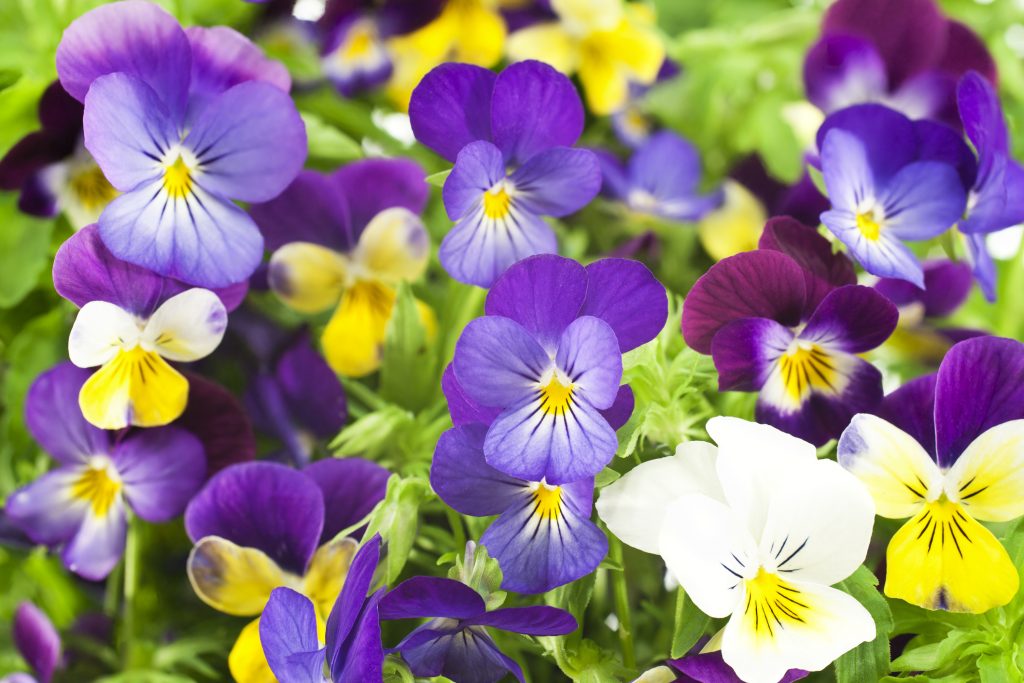 fiori profumati da piantare in aprile: viola del pensiero
