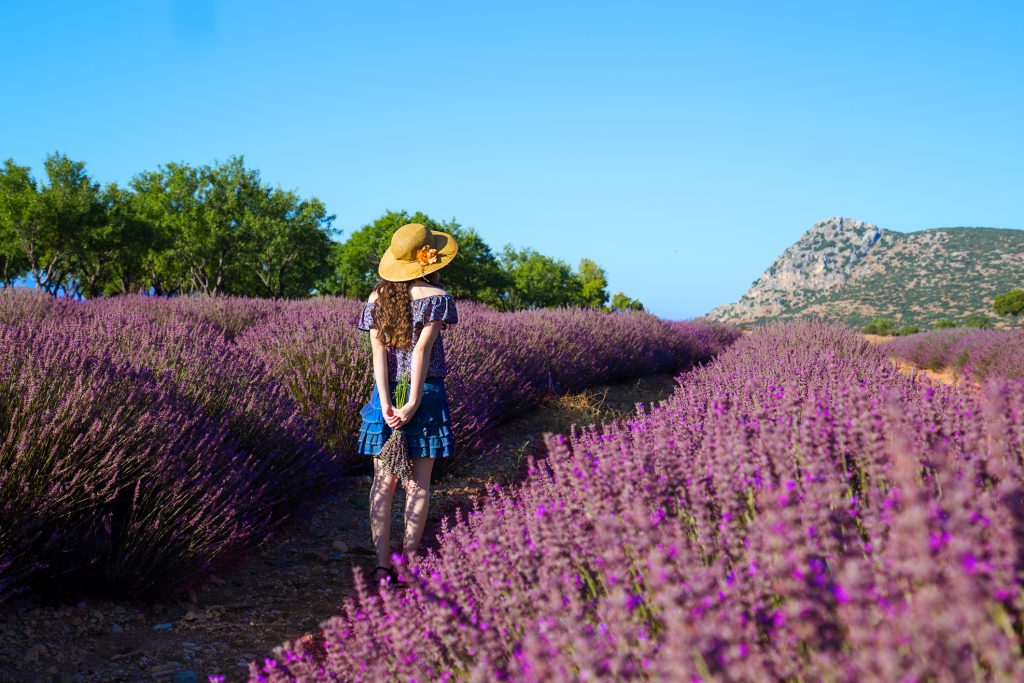 La lavanda: 5 buoni motivi per coltivarla