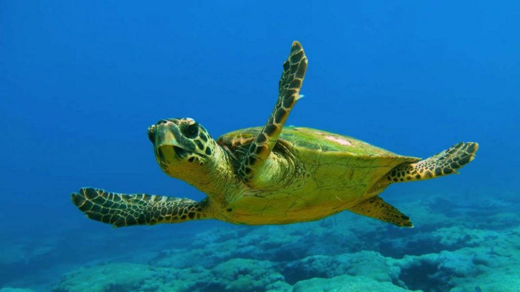 Storia, natura e mare: l'oasi di Vendicari