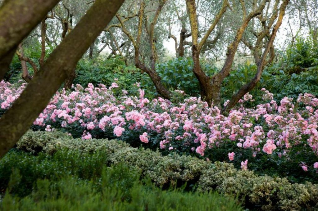 In Nome della Rosa, viaggio alla scoperta di 37 roseti