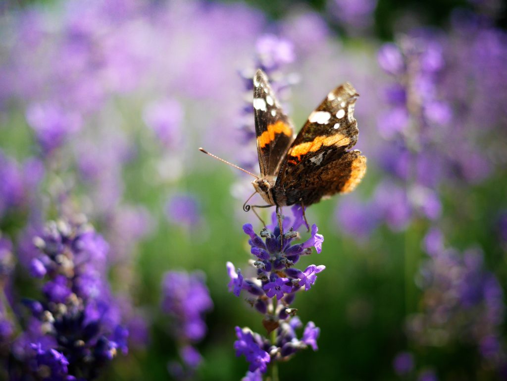 La lavanda: 5 buoni motivi per coltivarla