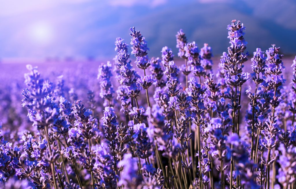 La lavanda: 5 buoni motivi per coltivarla