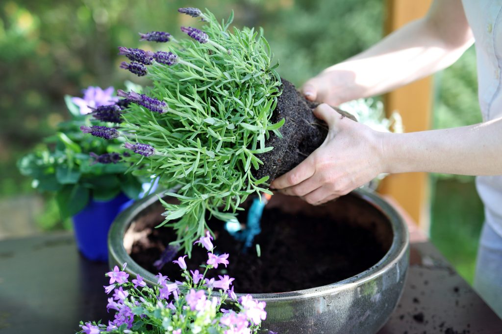 La lavanda: 5 buoni motivi per coltivarla