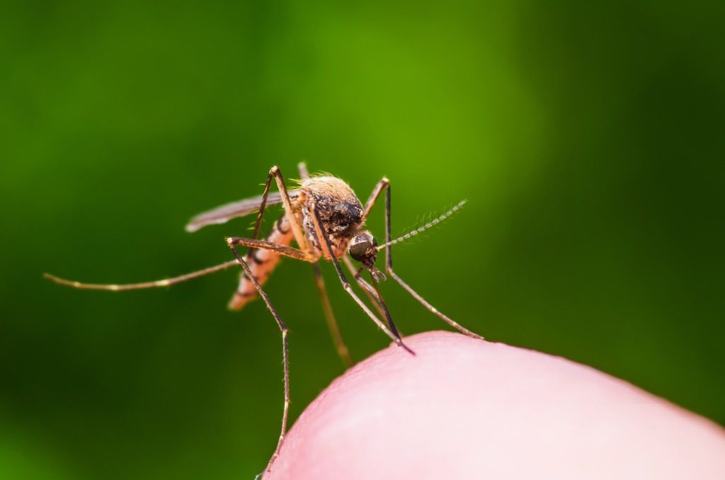 Primavera, tempo di disinfestazioni... naturali