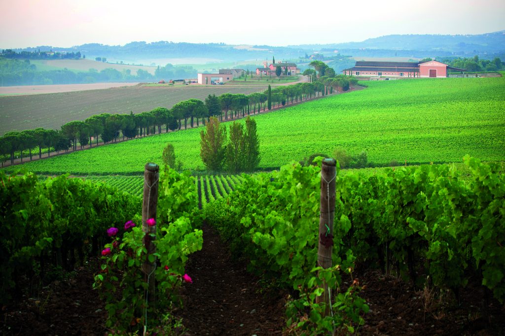 Carpineto stupisce di nuovo con il Chianti Classico