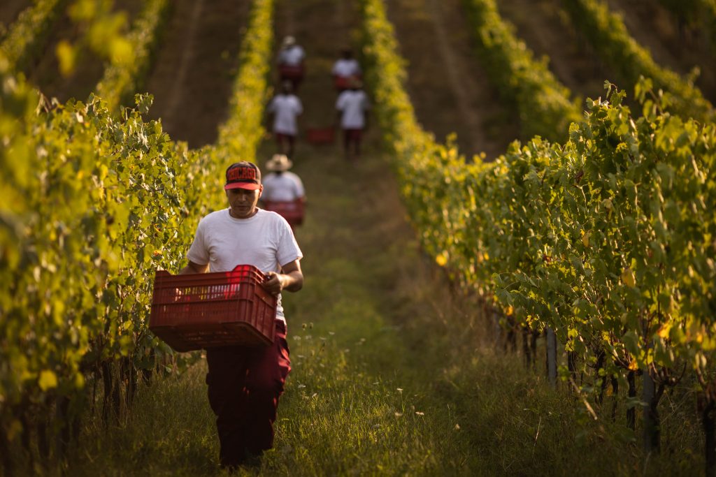 VIGNETI E BRACCIANTI