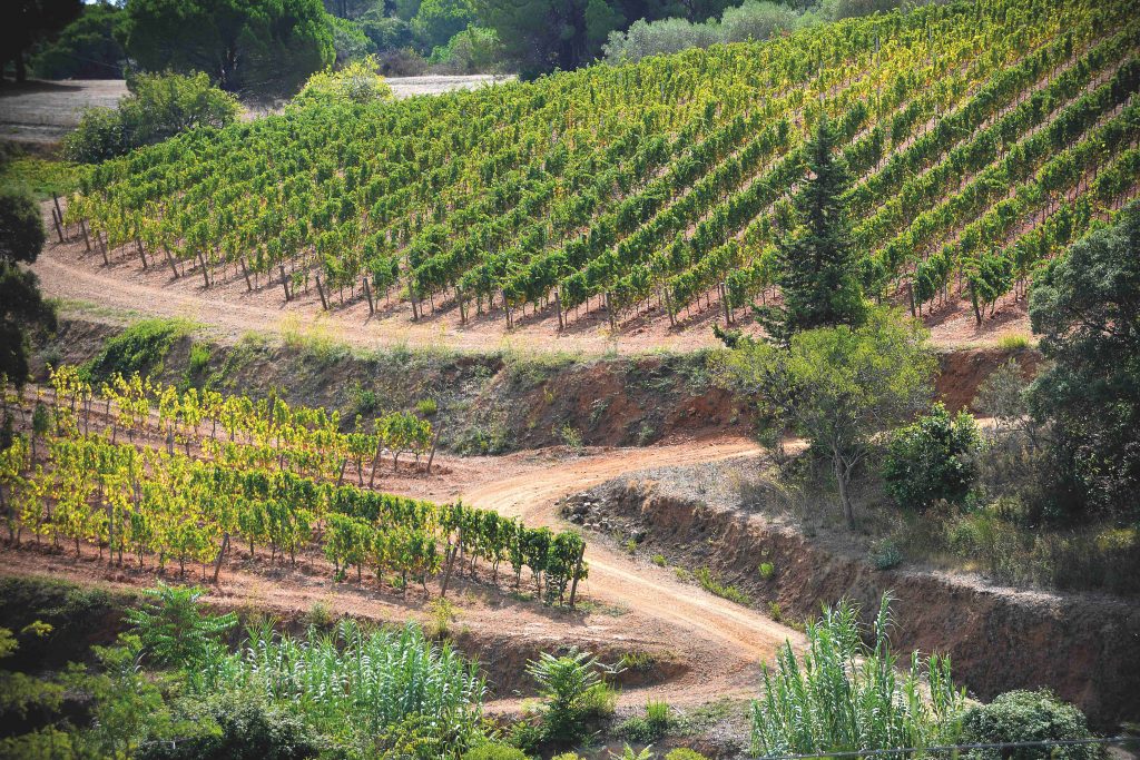 Il vino in anfora che piaceva a Napoleone torna nella cantina Arrighi