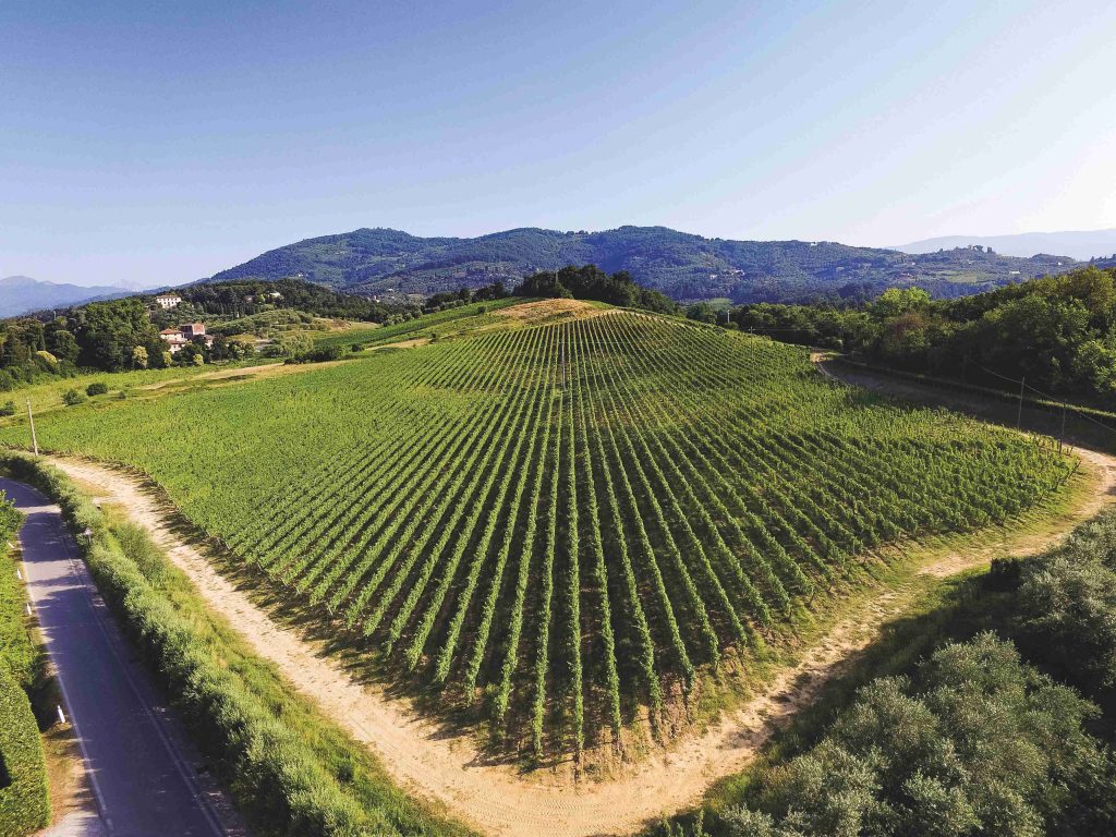 Villa Santo Stefano: eccellenza vinicola e olearia