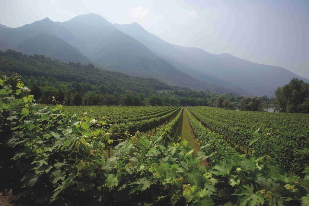 L’eleganza del Pinot Grigio di Albino Armani