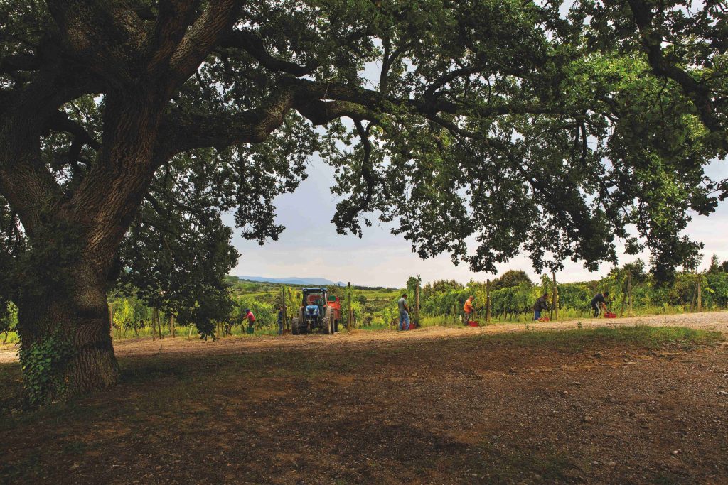 Brunello di Montalcino da collezione