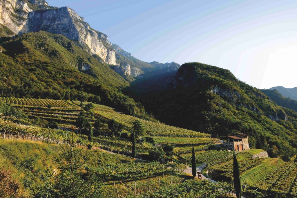 L’eleganza del Pinot Grigio di Albino Armani