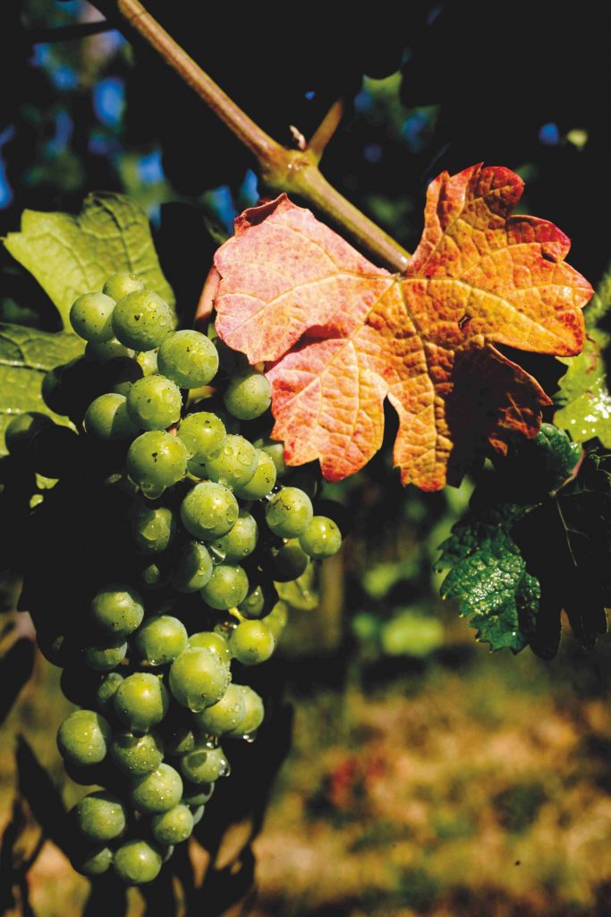 I “Tuscan Colors”, arcobaleno del vino firmato "I Balzini"