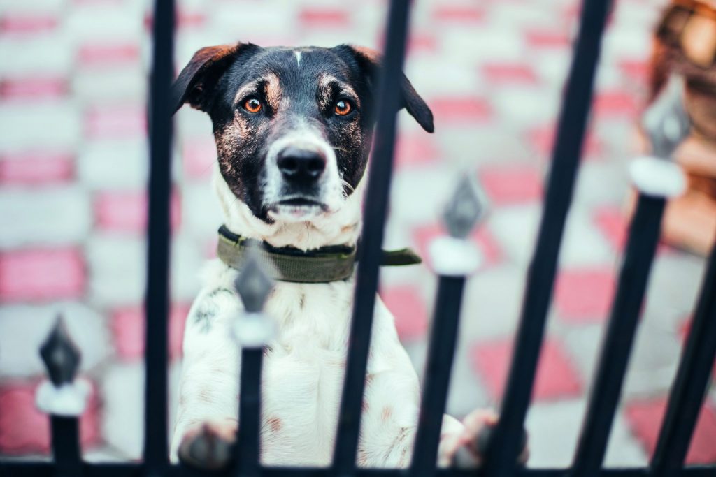 Cani antifurto: alla larga da esche avvelenate