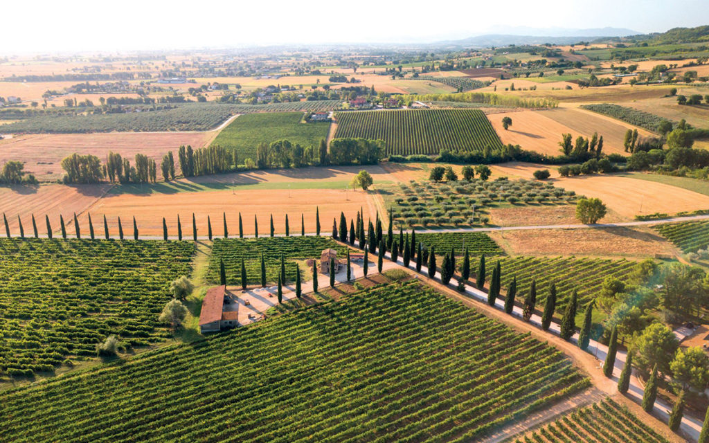 Corsa all'acquisto di vigneti e uliveti