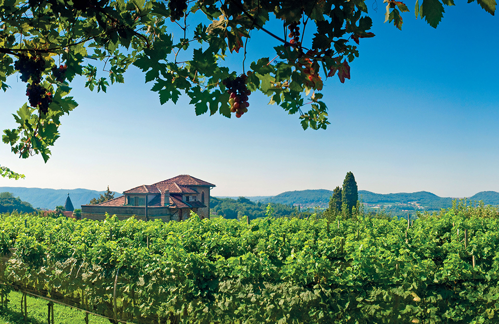 Corsa all'acquisto di vigneti e uliveti