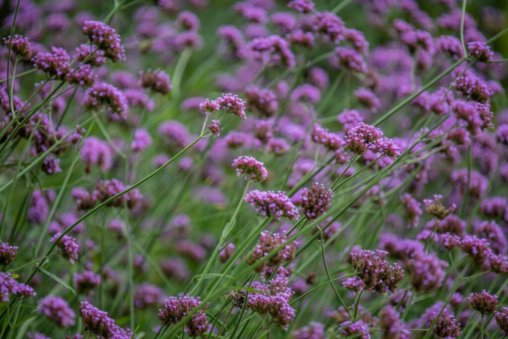 fiori di campo