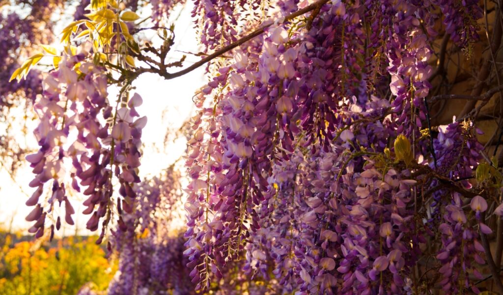 fiori di aprile: il glicine