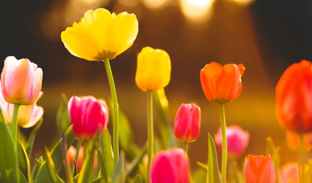 fiori di aprile: il tulipano