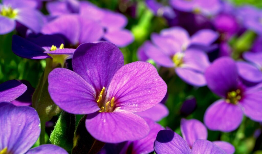 fiori di aprile: la violetta