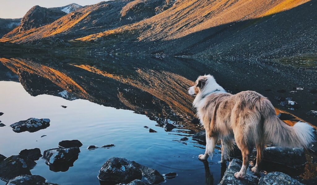 In montagna con il cane: i pericoli da valutare