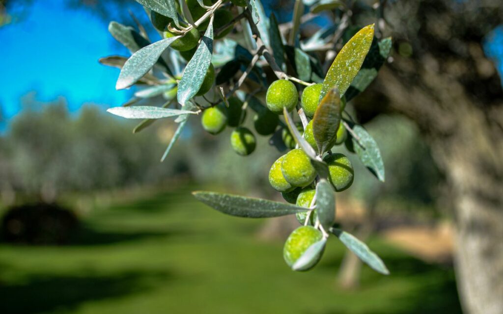 Un olio esclusivo sui colli di Bolgheri