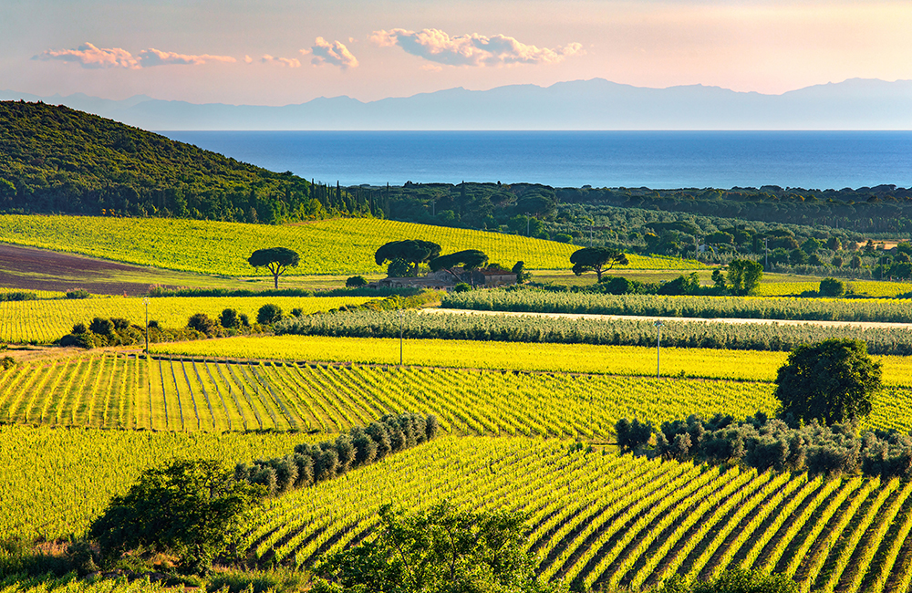 Campagna di Riparbella