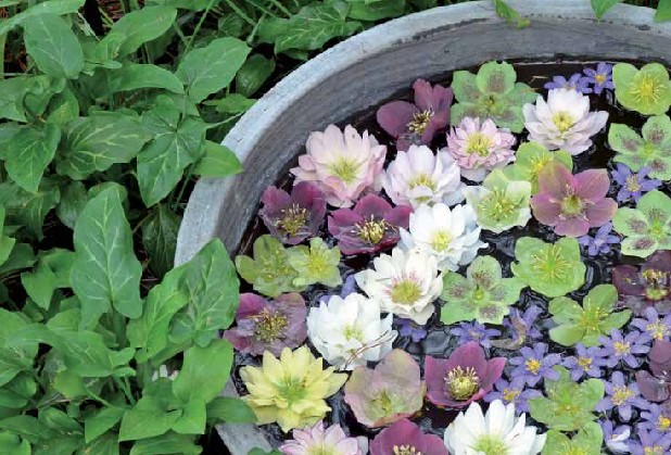 Vaso di fiori di elleboro