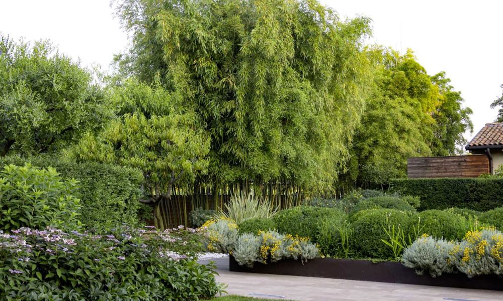 Un giardino fiorito con cuscini gialli di santolina sullo sfondo di un boschetto di bambù