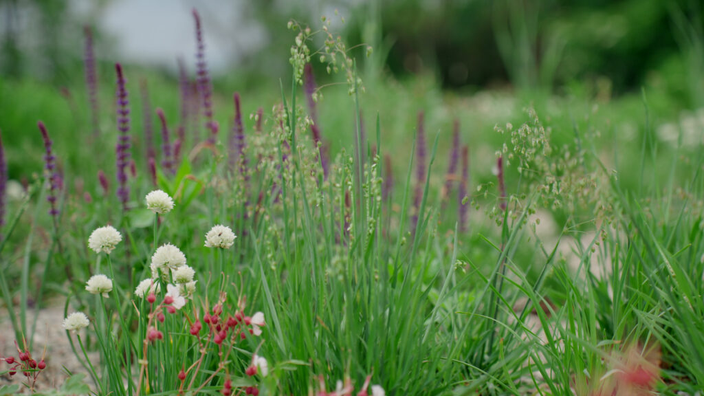 Un dettaglio del giardino contemporaneo, cuore innovativo del progetto di restauro ispirato al New Perennial Movement.