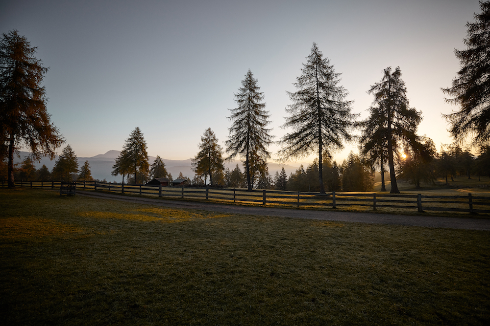 Un'immagine dei boschi in Alto Adige che ben rappresenta l'idea del "forest bathing".