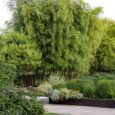 Un giardino fiorito con cuscini gialli di santolina sullo sfondo di un boschetto di bambù